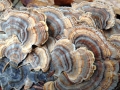 centerpond-mushroom