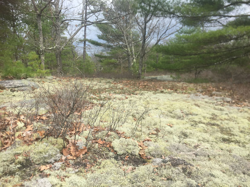 Edwin L. Smith Preserve — Maine by Foot