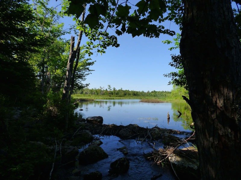 Meadow Brook Preserve, Swanville - Maine By Foot