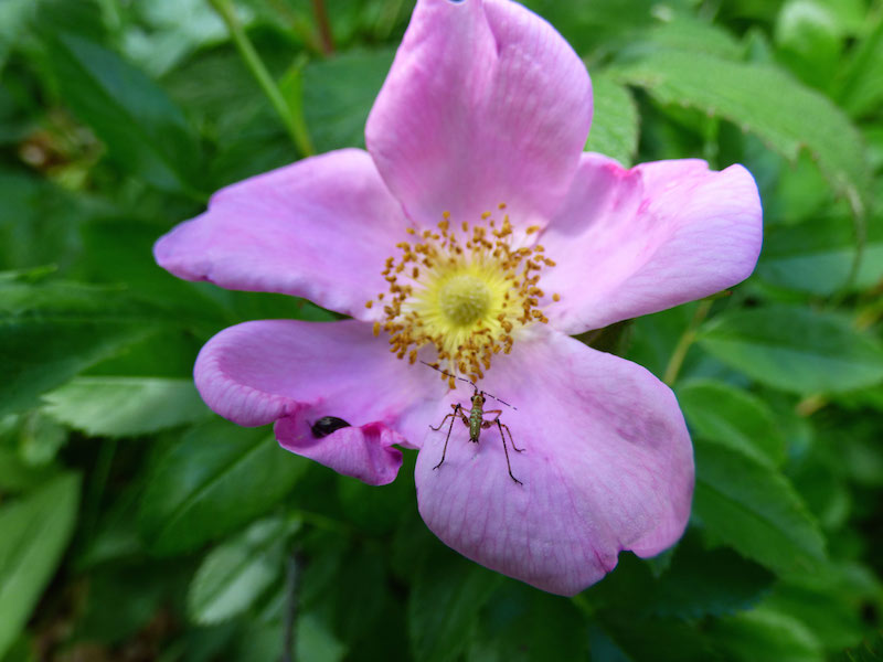 Ossipee Hill, Waterboro Maine by Foot