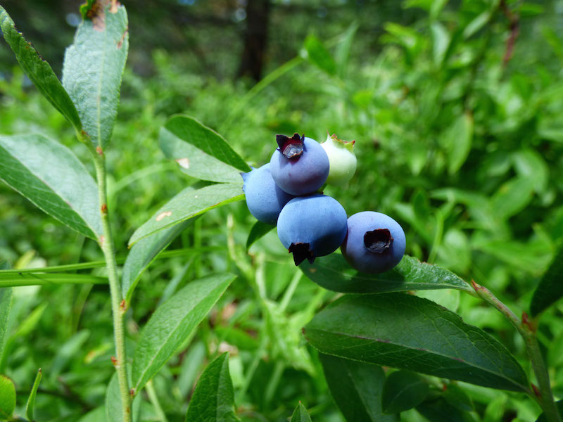 Ossipee Hill, Waterboro Maine by Foot