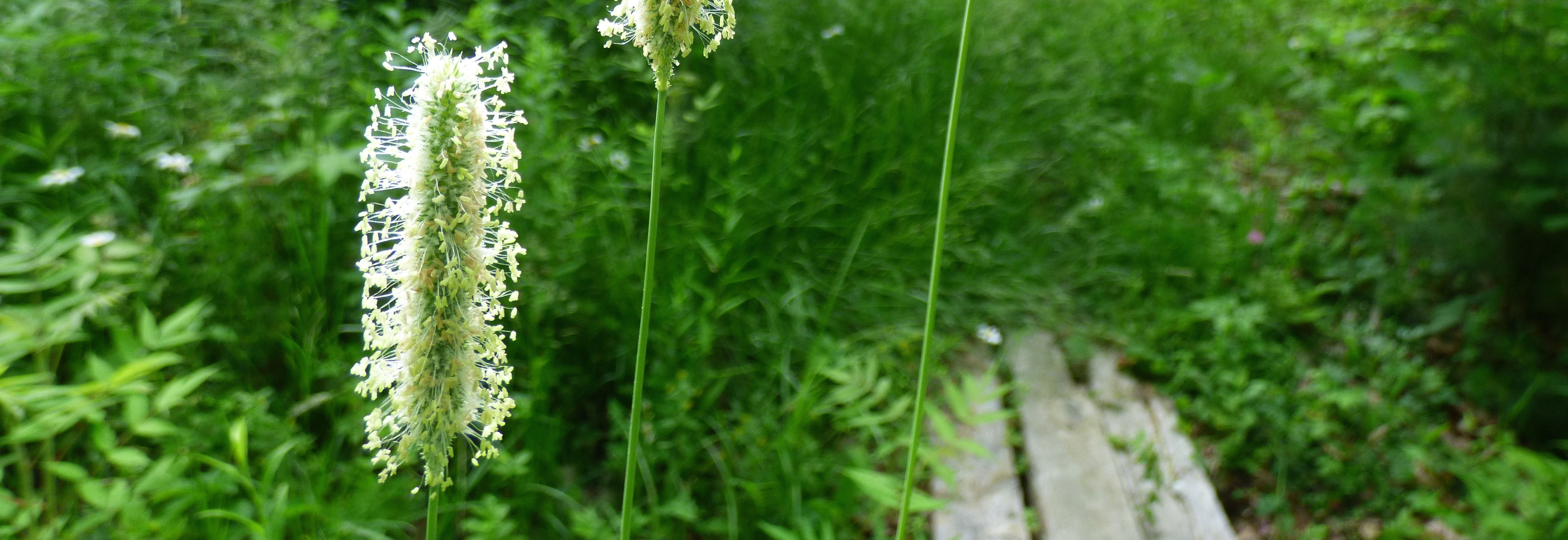 Pleasant Point Park, Buxton - Maine by Foot