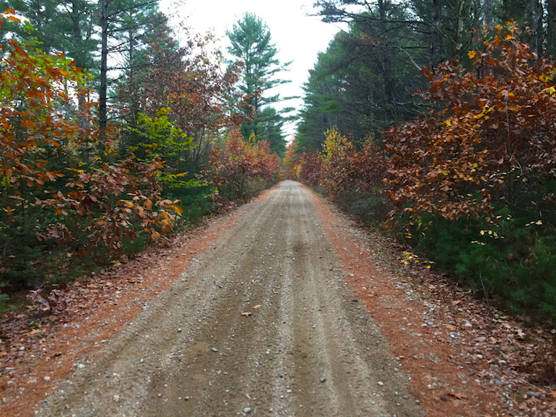 massabesic experimental forest