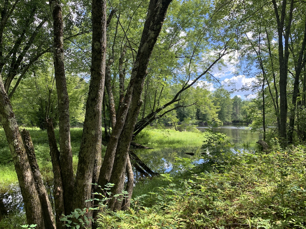 Peltoma Woods, Pittsfield Maine by Foot