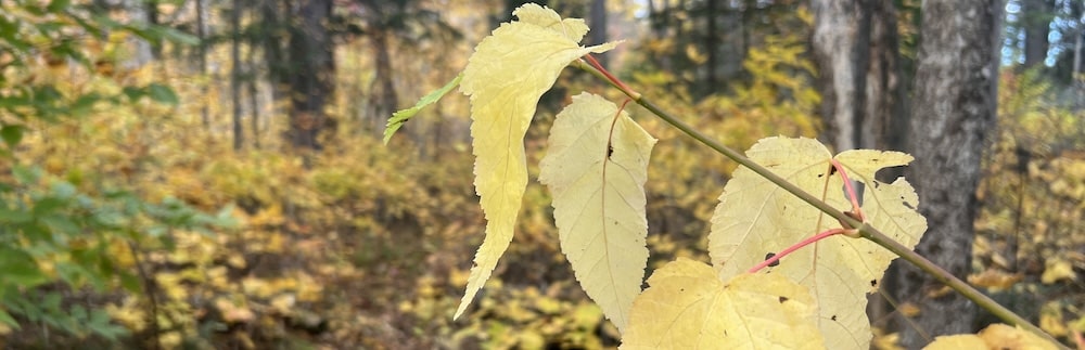 Little Spencer Pond Trail — Maine by Foot