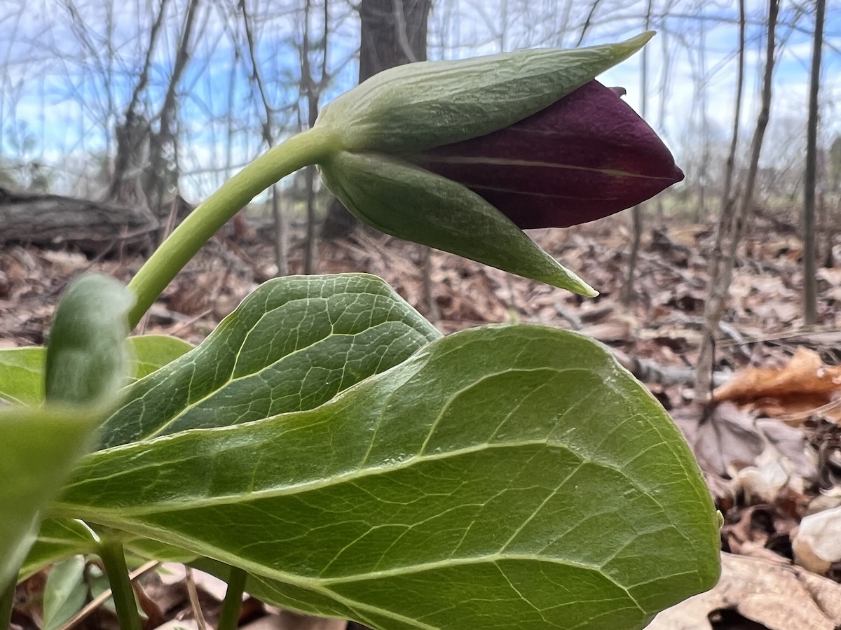 trillium in Maine woods